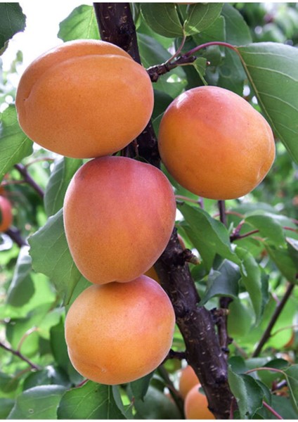 Roxana Kayısı Ağacı Fidanı 150-200 cm 5 Yaş