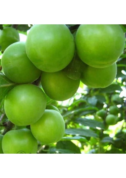 Gölcük (Ağustos) Papaz Erik 5 Yaş 150-200 cm