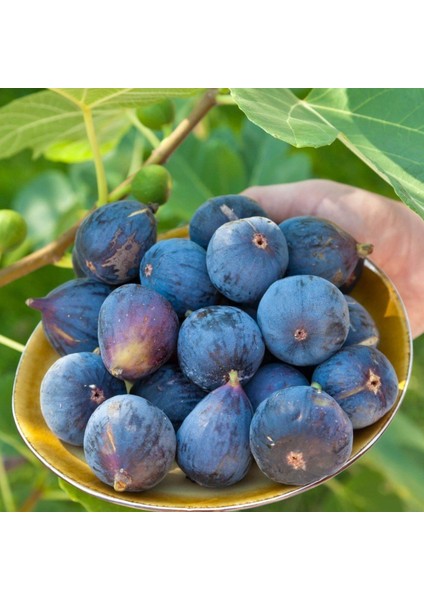 Siyah Orak Yediveren Incir 2 Yaş 40-60CM