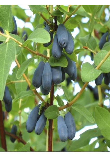 Wojtek Bal Yemişi Honney Berry Fidanı 40 cm 60 cm