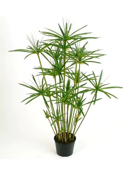 Japon Şemsiyesi Fidanı 150CM-200CM