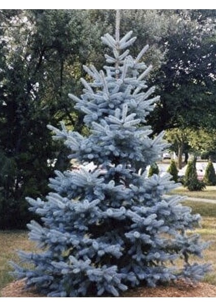 Yılbaşı Çamı Ağacı Mavi Ladin Fidanı 250CM-300CM