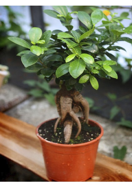 Bonsai Çiçeği Fidanı 20CM-40CM