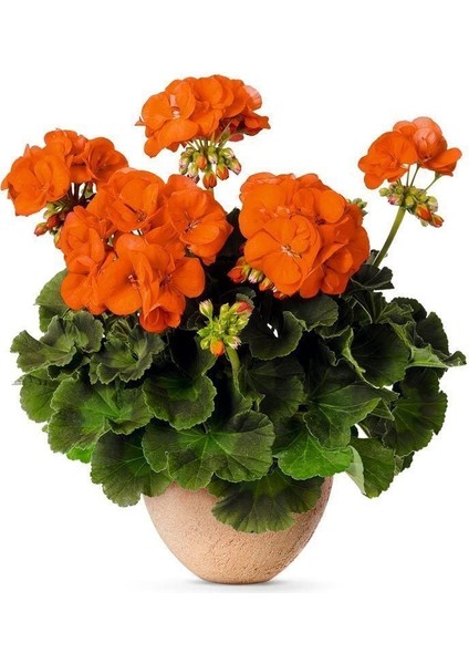 Koyu Turuncu Sardunya Çiçeği Fidanı 10CM-30CM