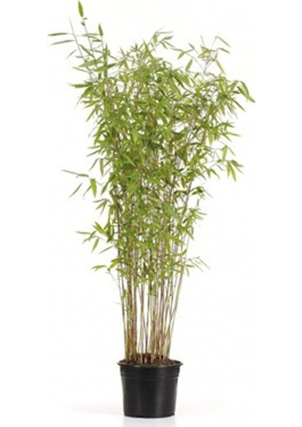 Bambu Fidanı 150CM-200CM