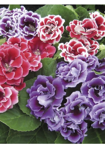 4 Adet Bardak Menekşesi Çiçeği Fidanı Karışık Renk