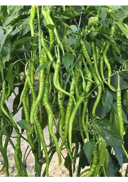 Kıl Acı Biber Fidesi 30 Adet