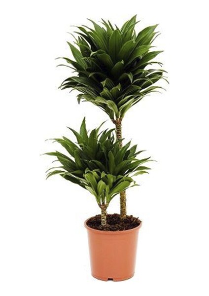 Top Dragon Ağacı 60CM-80CM