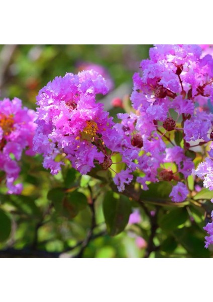 Mor Oya Çiçeği Fidanı 20CM-40CM