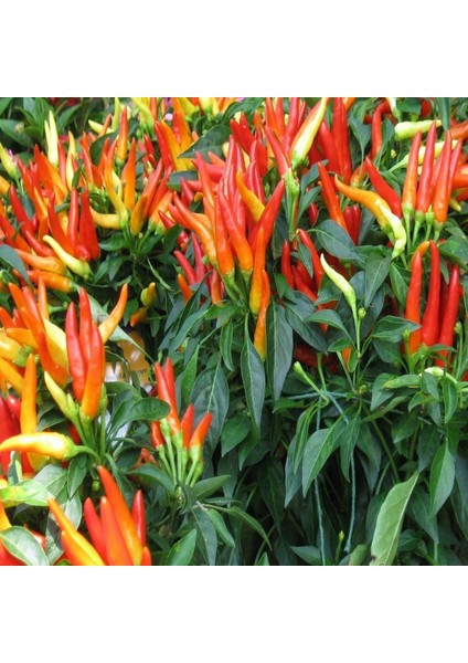 Frenk Acı Biber Fidesi 10 Adet