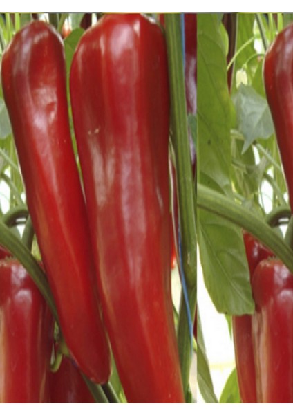 Salçalık Biber Fidesi 10 Adet