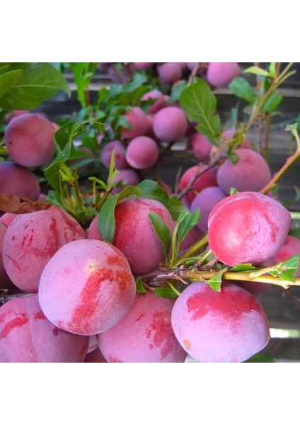 Santa Rosa Erik Tam Bodur 80 cm