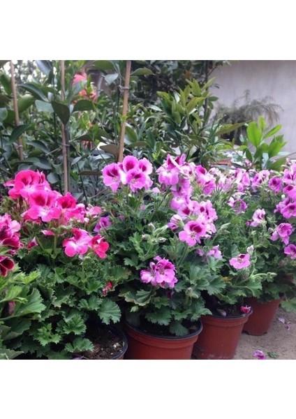 10 Adet Karışık Renk Ceylan Gözü Sardunya Fidesi