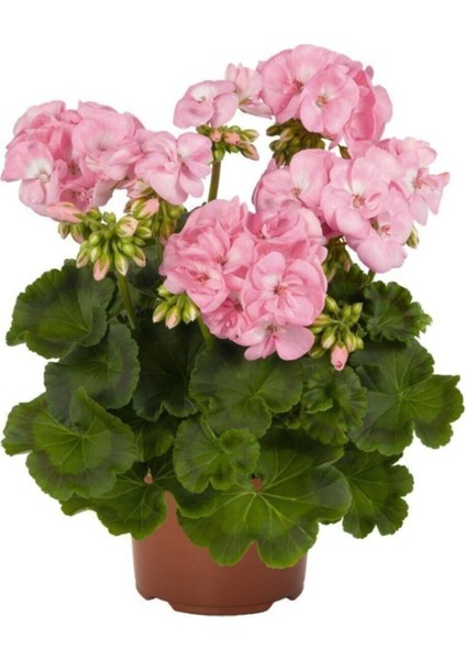 Açık Pembe Sardunya Çiçeği Fidanı 10CM-30CM