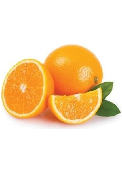 Şeker Portakal Ağacı Tam Bodur 80 cm (Saksıda)