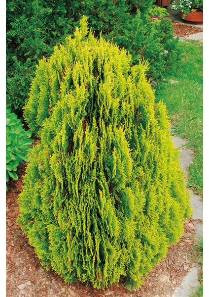 Altuni Top Mazı Çam Ağacı Fidanı Büyük Saksı 150CM-200CM