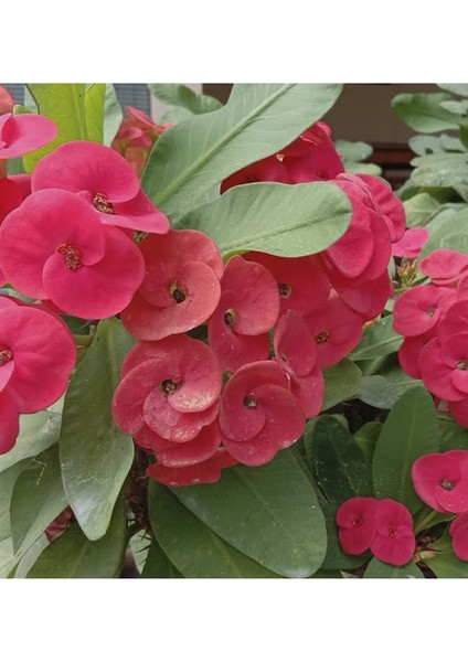 Kırmızı Dikenler Tacı Çiçeği Fidanı 20CM-40CM