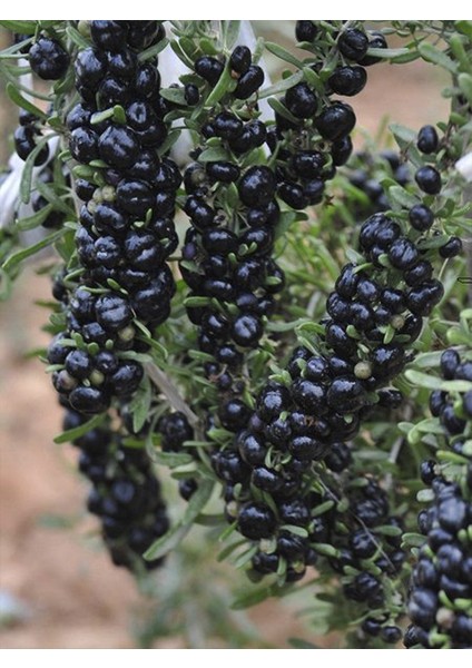 Siyah Gojiberry Fidanı 40-60CM