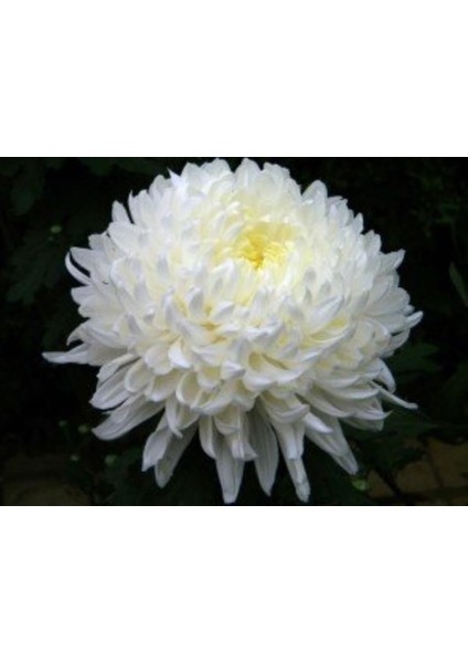 Beyaz Iri Kasımpatı Çiçeği 40CM-60CM - Krizantem fiyatları