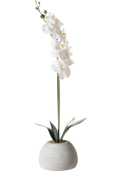Rıva Saksılı Orkide 53 cm