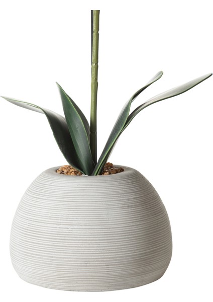 Rıva Saksılı Orkide 53 cm fırsatları