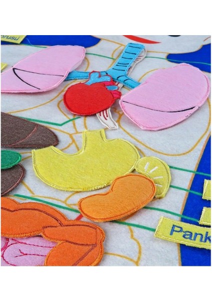 AND-5120 Vücudumuz Cırtlı Pano fiyatları