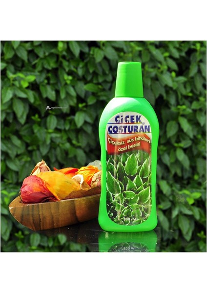 Çiçek Coşturan Çiçeksiz Süs Bitkileri Için