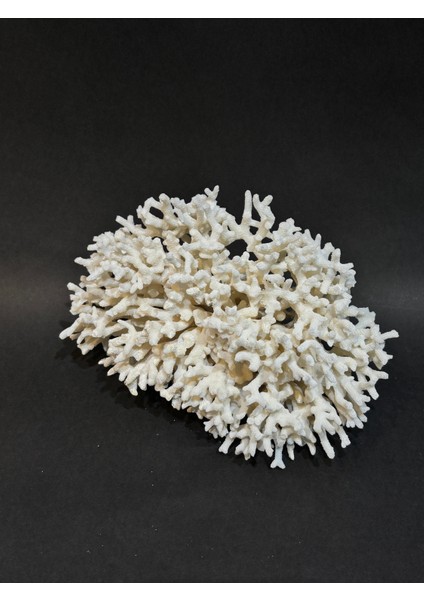 Ince Dal Mercan fiyatları