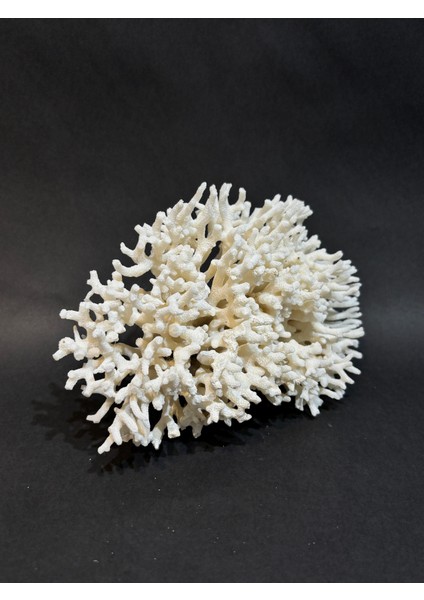 Ince Dal Mercan modelleri