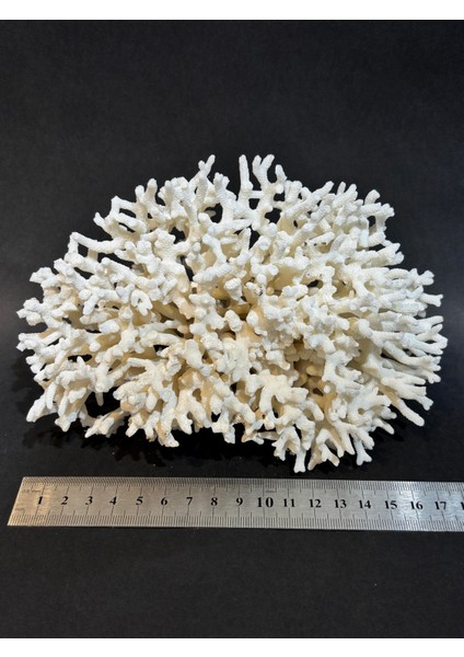 Ince Dal Mercan fırsatları