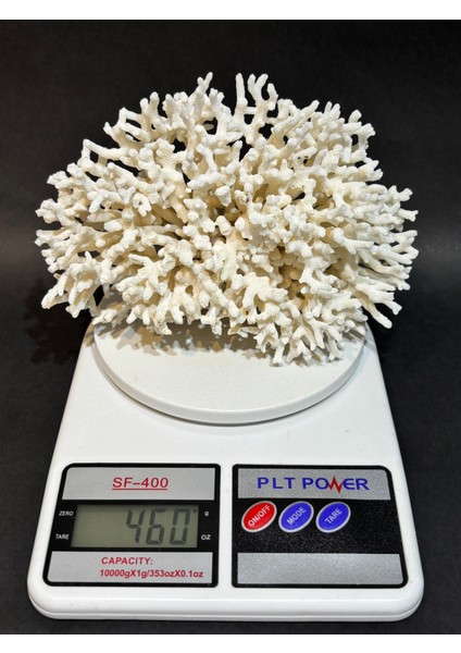 Ince Dal Mercan indirimleri