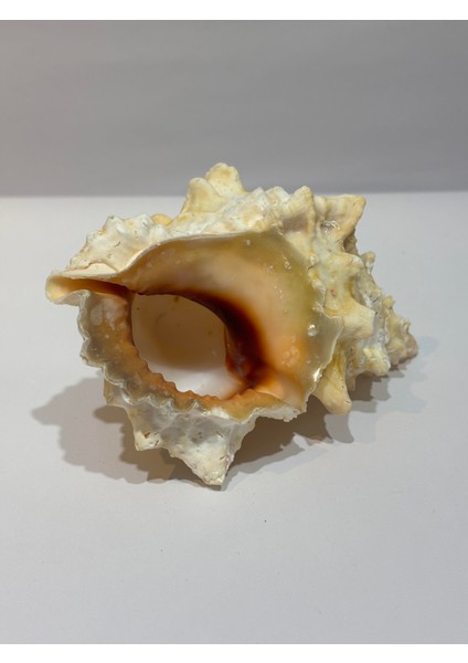 Bursa Bubo Kabuk Orta Boy