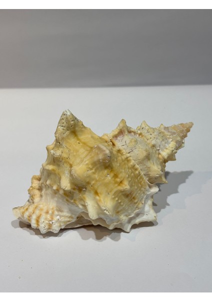 Bursa Bubo Kabuk Orta Boy fiyatları