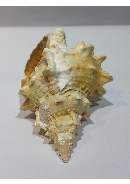 Bursa Bubo Kabuk Orta Boy modelleri