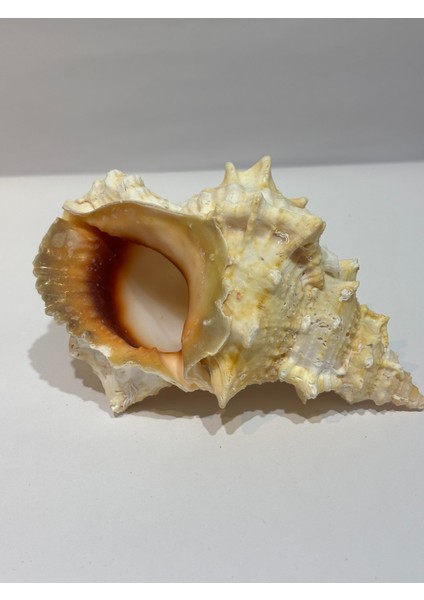 Bursa Bubo Kabuk Orta Boy fırsatları