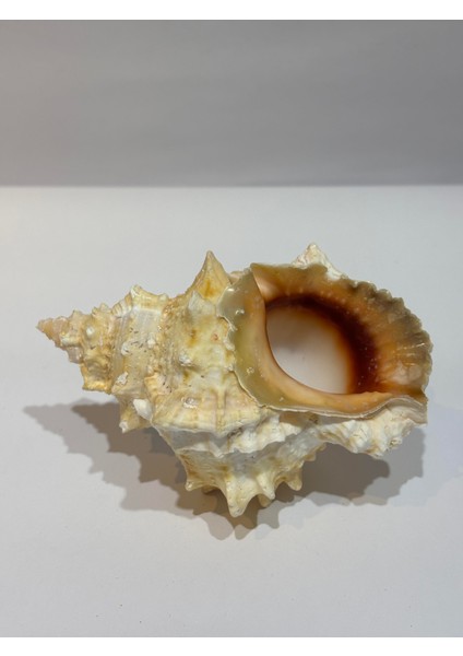 Bursa Bubo Kabuk Orta Boy indirimleri