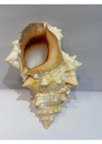 Bursa Bubo Kabuk Orta Boy