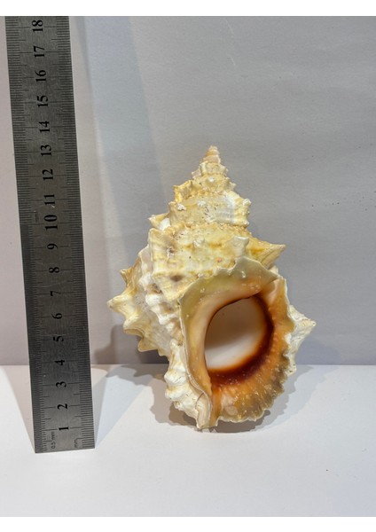 Bursa Bubo Kabuk Orta Boy