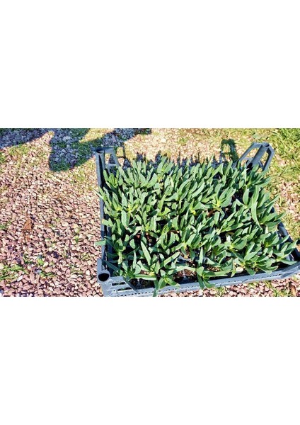 MEZAR - KABİR ÇİÇEKLİ BİTKİ SETİ - 90 ADET KAZ AYAĞI + 20 KG DOLO modelleri