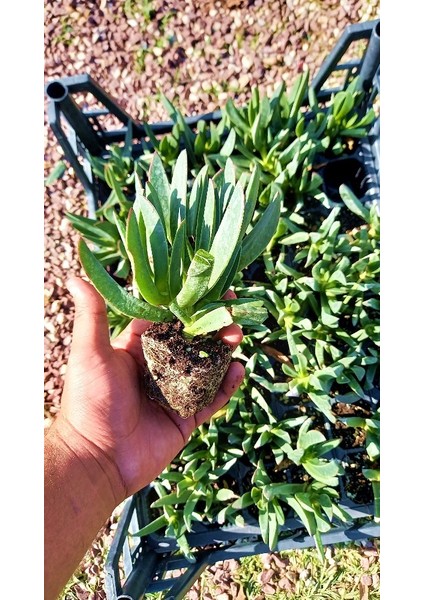 MEZAR - KABİR ÇİÇEKLİ BİTKİ SETİ - 90 ADET KAZ AYAĞI + 20 KG DOLO indirimleri