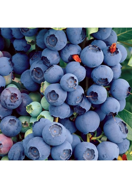 4 Yaş Bluecrop Çeşiti Yaban Mersini Fidanı