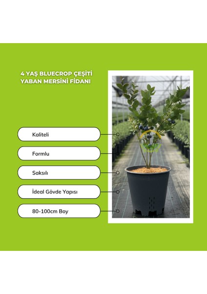 4 Yaş Bluecrop Çeşiti Yaban Mersini Fidanı fiyatları