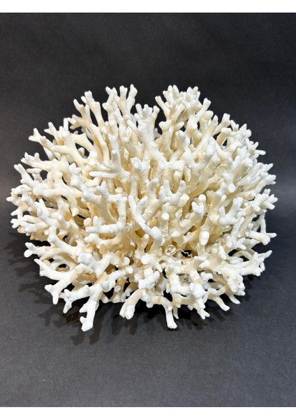 Ince Dal Mercan fiyatları