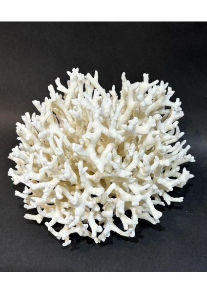 Ince Dal Mercan modelleri