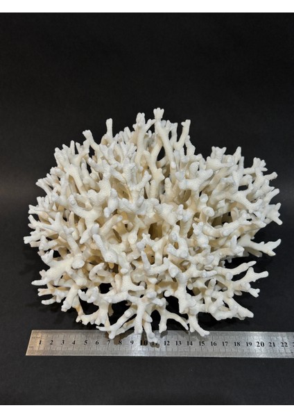 Ince Dal Mercan fırsatları