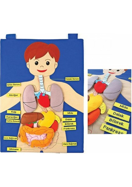 AND-5120 Vücudumuz Cırtlı Pano fırsatları