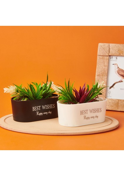 Dekor Sukulent - Asorti - 16X13 cm modelleri