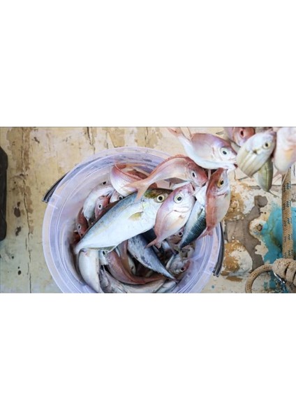 Misina Ipi 300 Metre fiyatları