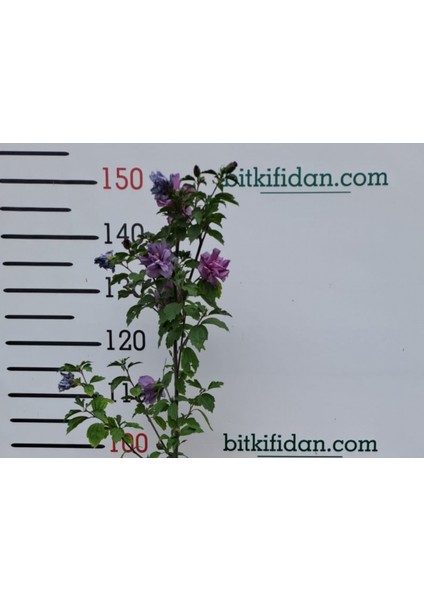 2 Yaş Gül Hatmi (Hibuscus) Fidanı fırsatları