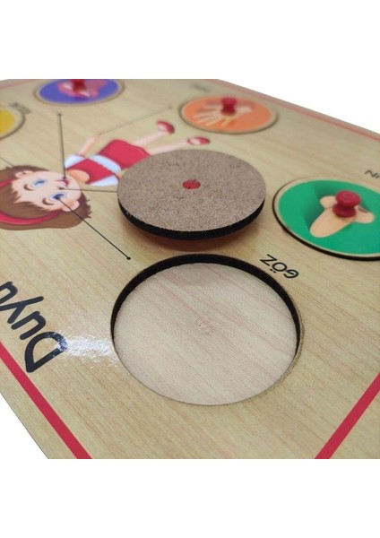 Ahşap Tutmalı Organlar Puzzle fiyatları